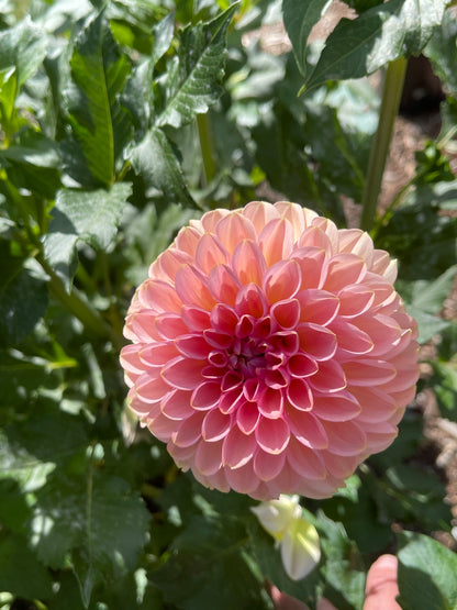 Dahlia Tuber:‎ Cupcake