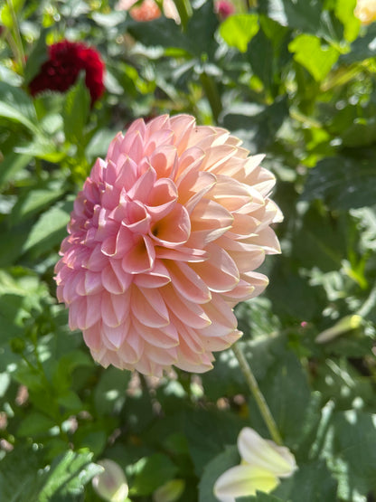 Dahlia Tuber:‎ Cupcake