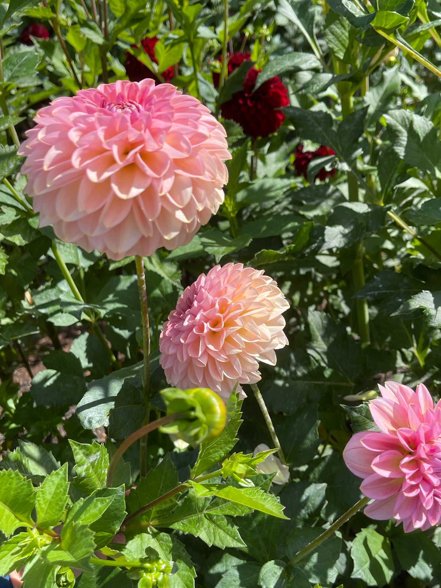 Dahlia Tuber:‎ Cupcake