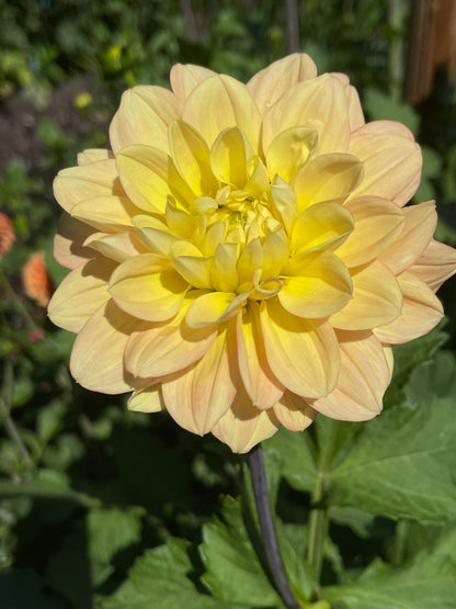 Dahlia Tuber:‎ Day Dreamer