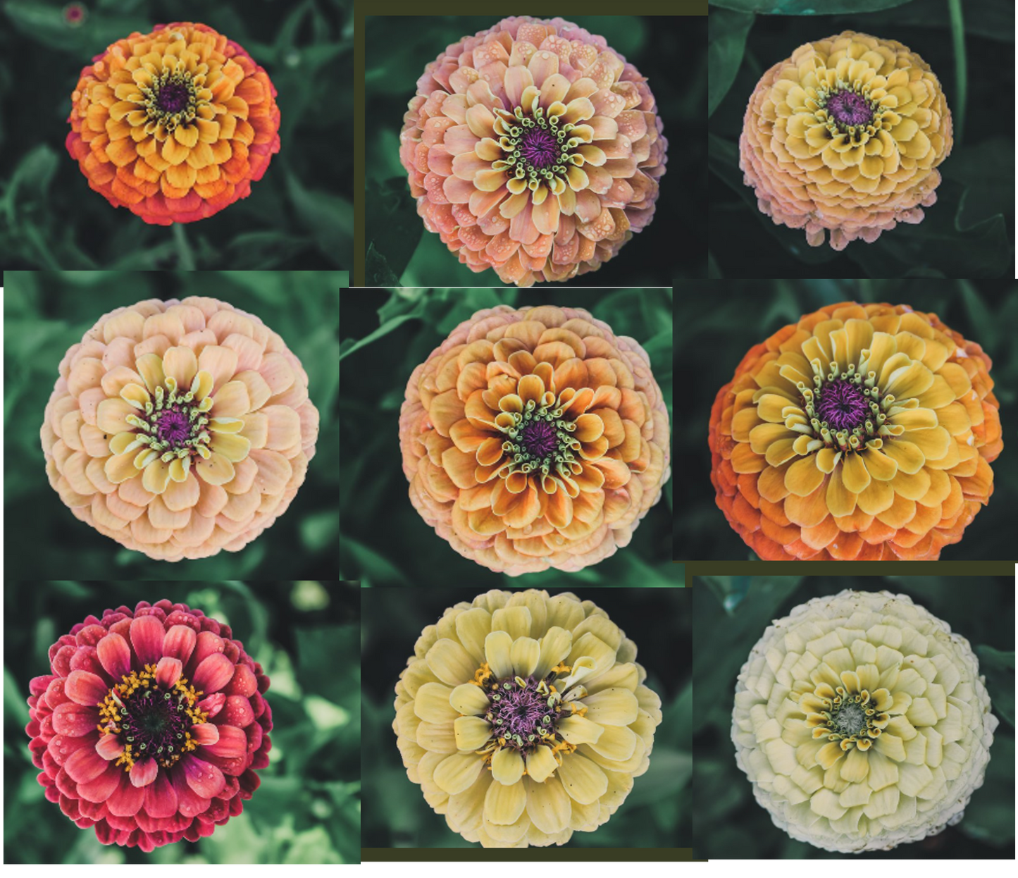 PREORDER:‎ Flower Plant:‎ Zinnia - Basket of Flowers Breeder