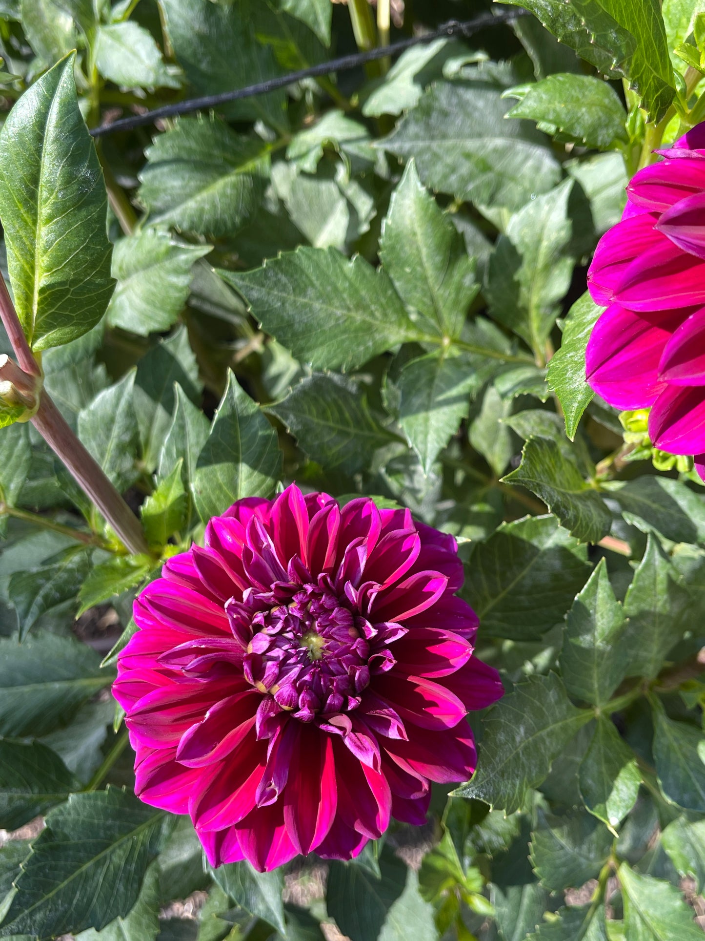 Dahlia Tuber:‎ Diva