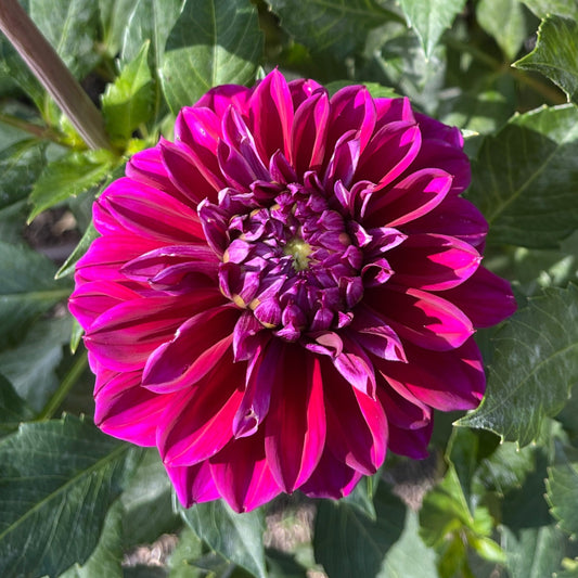 Dahlia Tuber:‎ Diva