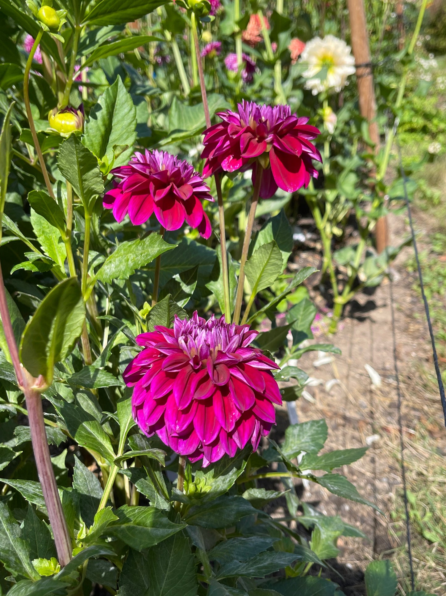 Dahlia Tuber:‎ Diva