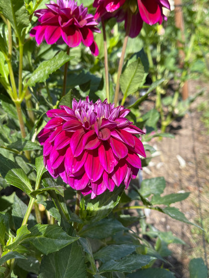 Dahlia Tuber:‎ Diva