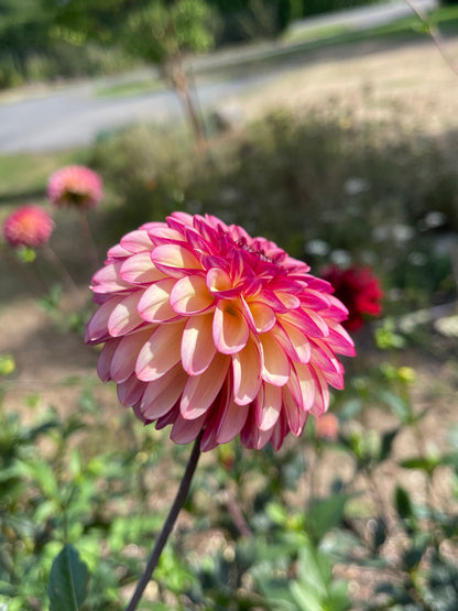 Dahlia Tuber:‎ Ferncliff Thunder