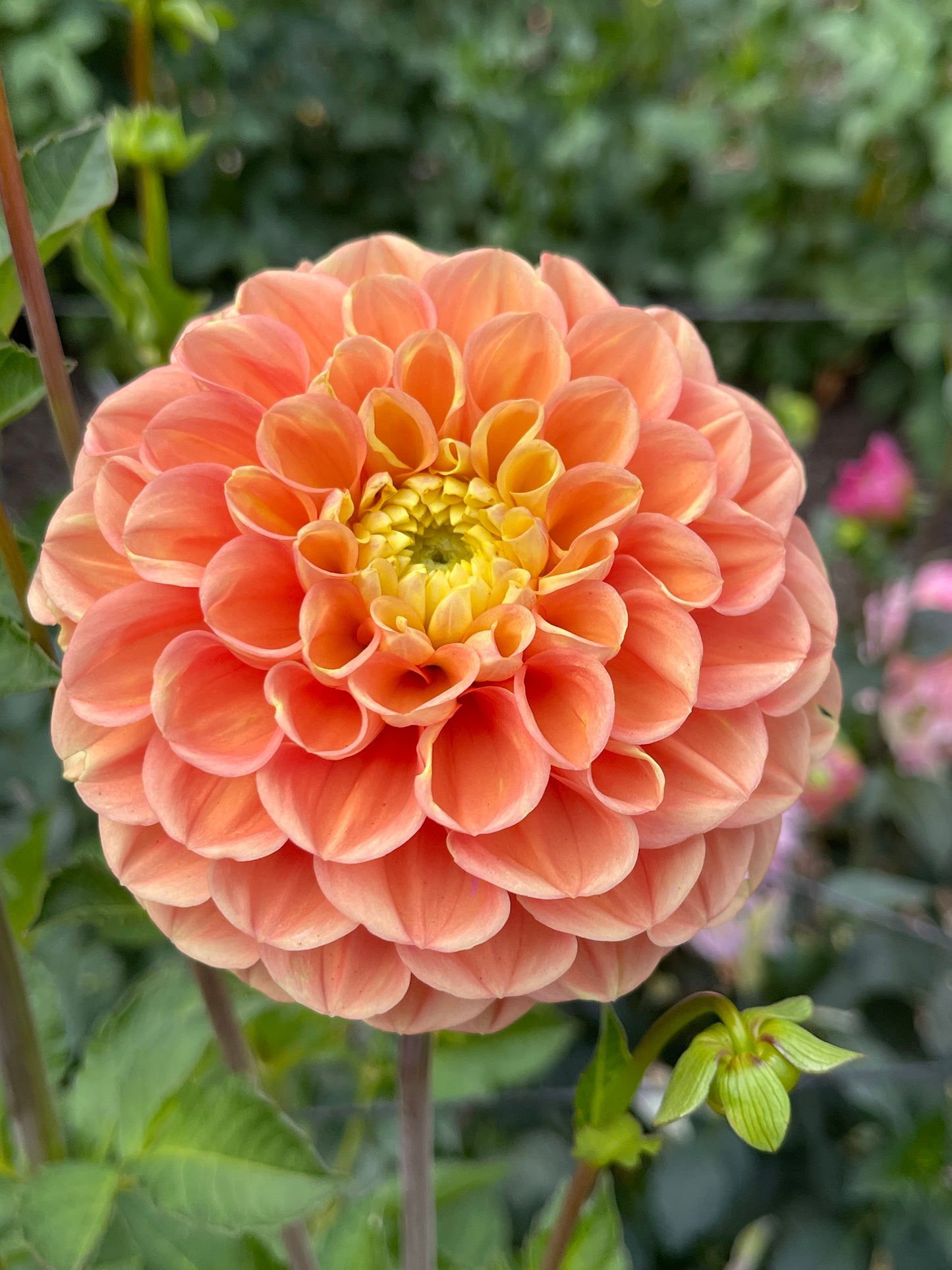 Dahlia Tuber:‎ Fiona