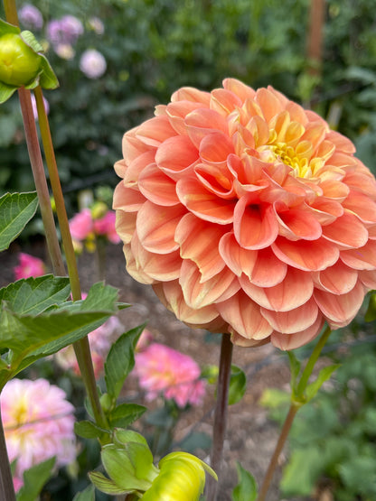 Dahlia Tuber:‎ Fiona