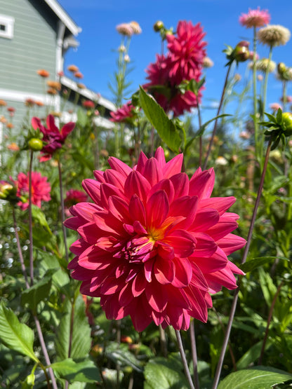 Dahlia Tuber:‎ Fire Magic