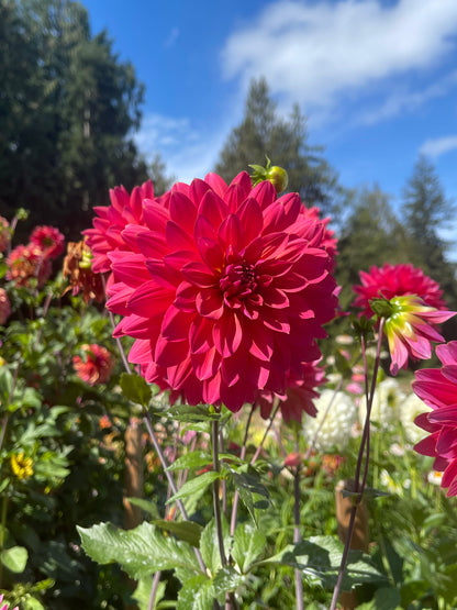 Dahlia Tuber:‎ Fire Magic