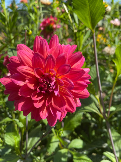 Dahlia Tuber:‎ Fire Magic