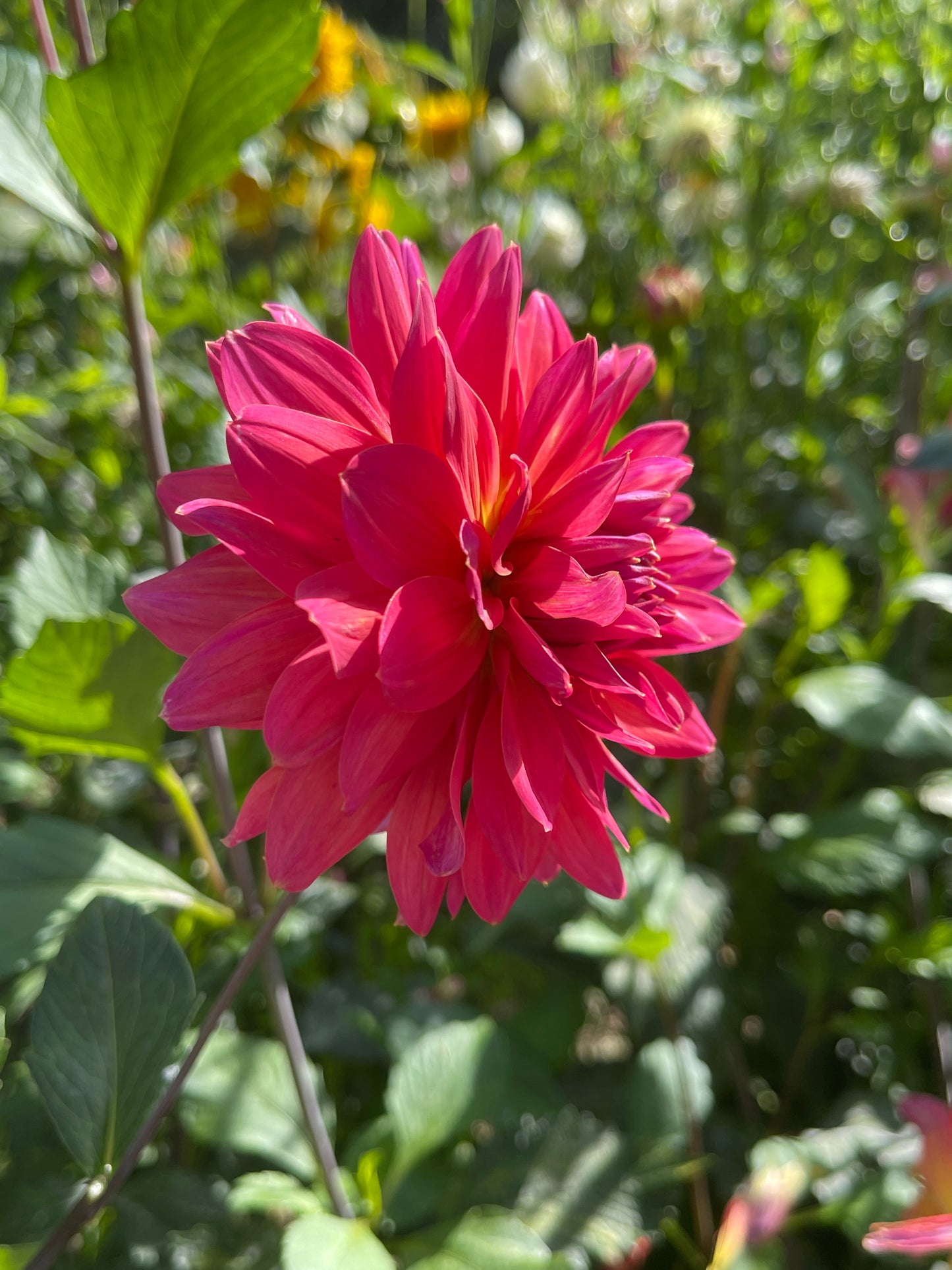 Dahlia Tuber:‎ Fire Magic