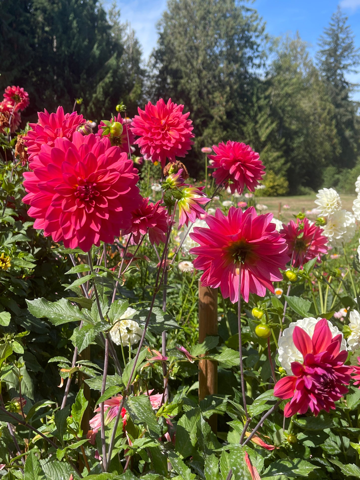 Dahlia Tuber:‎ Fire Magic