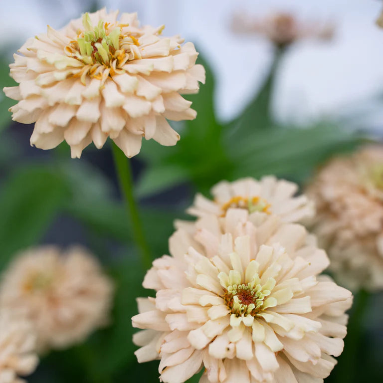 PREORDER:‎ Flower Plant:‎ Zinnia - Dawn Creek Honey Original