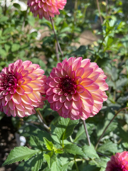 Dahlia Tuber:‎ Foxy Lady