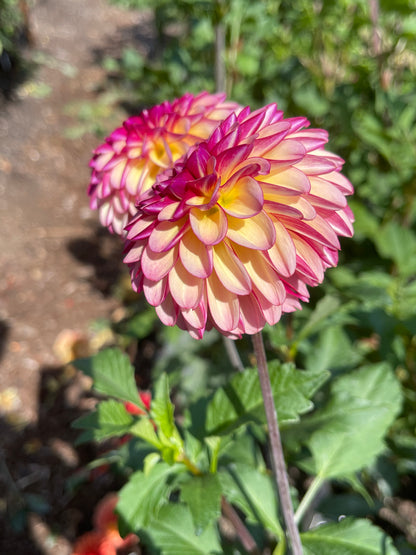 Dahlia Tuber:‎ Foxy Lady