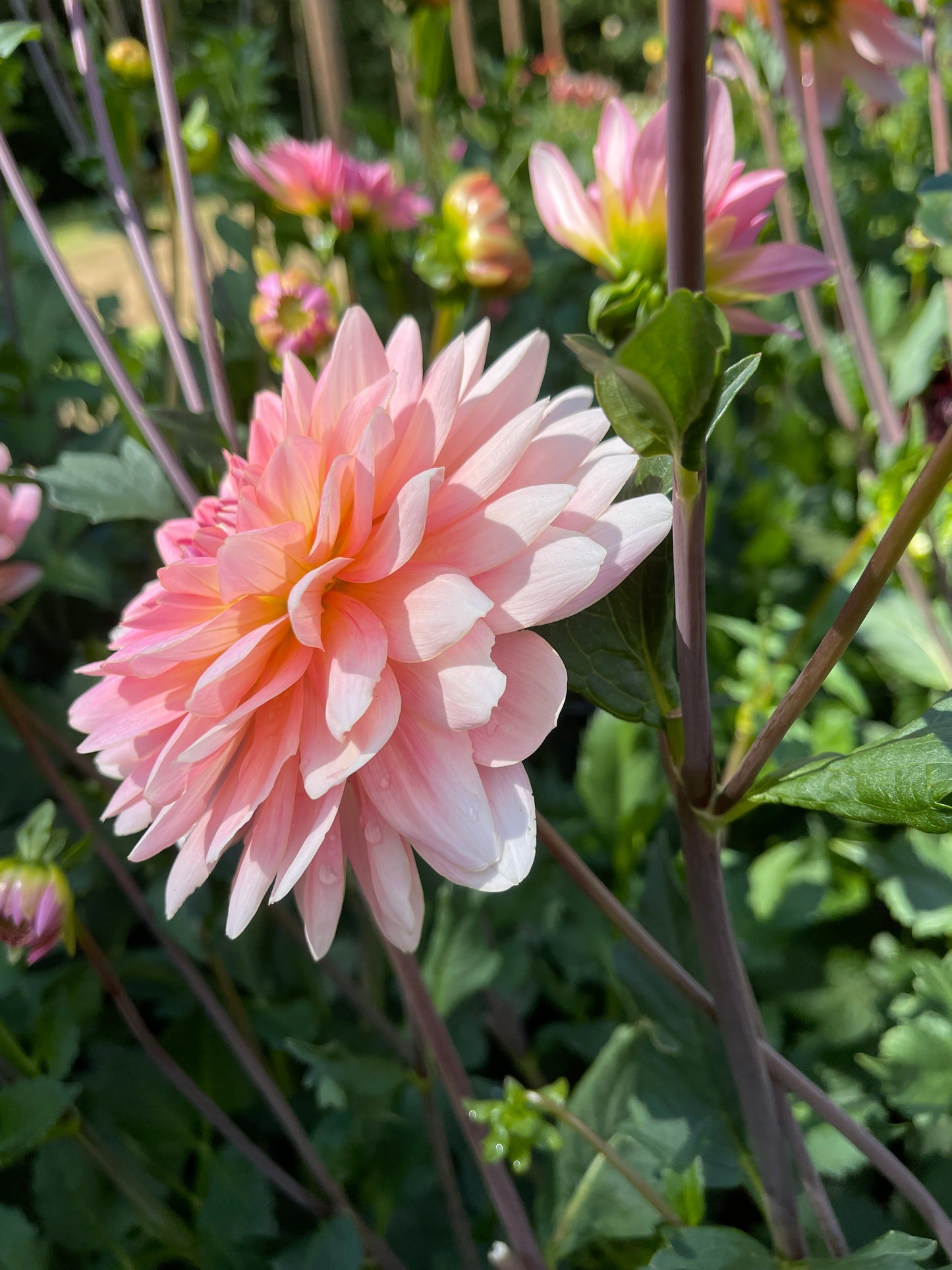 Dahlia Tuber:‎ Gerrie Hoek