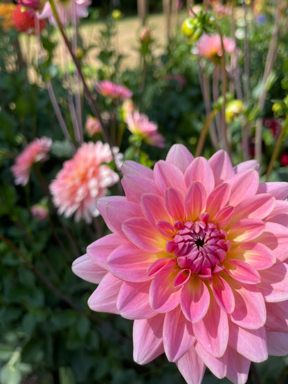 Dahlia Tuber:‎ Gerrie Hoek