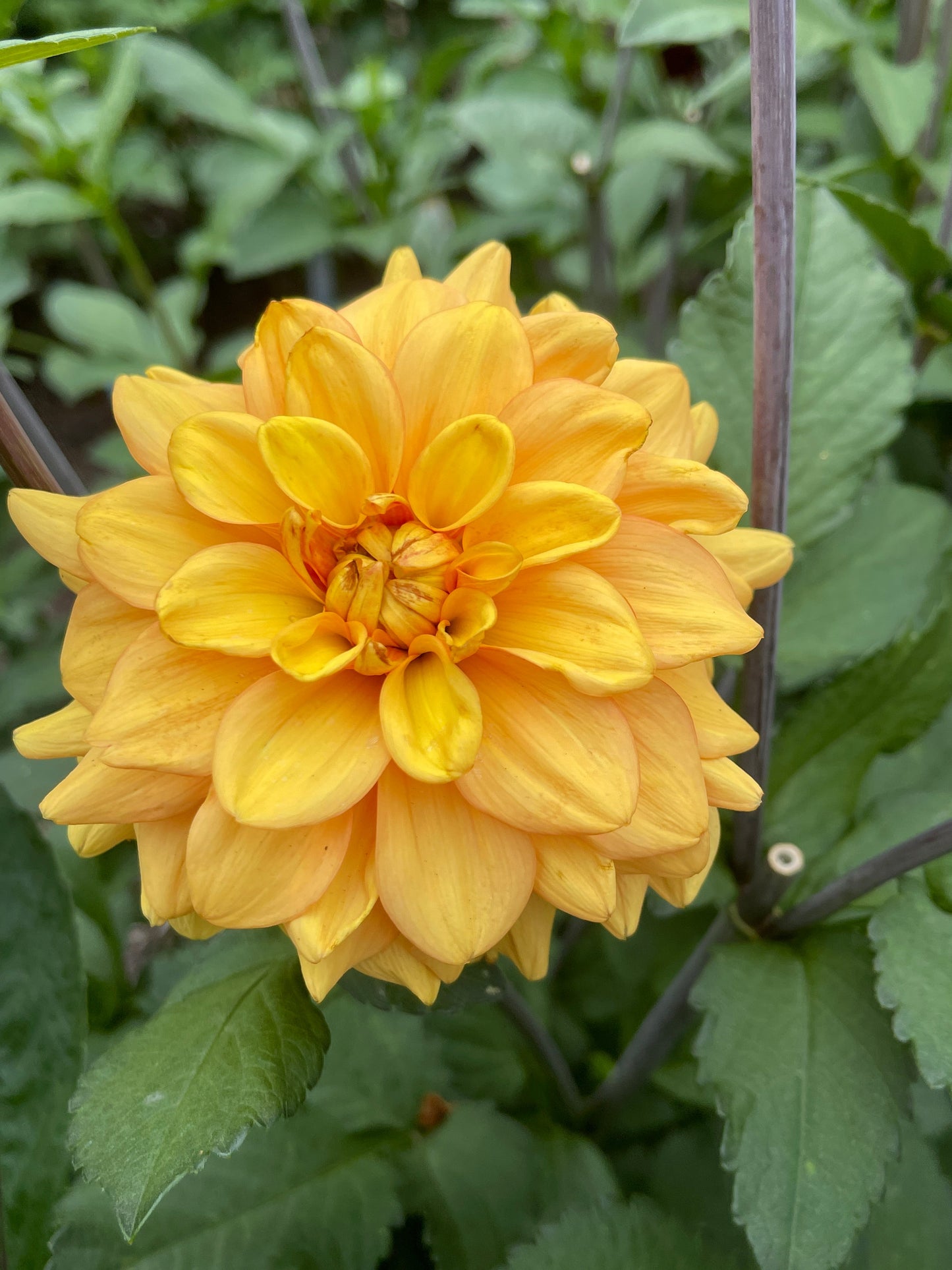 Dahlia Tuber:‎ Ginger Snap