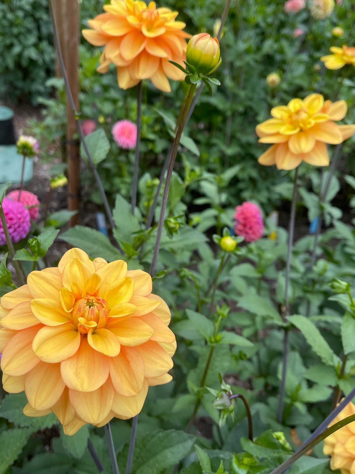 Dahlia Tuber:‎ Ginger Snap