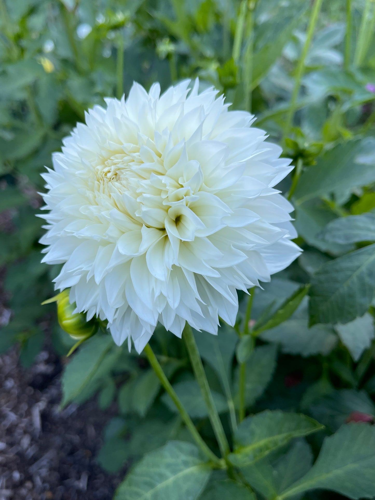 Dahlia Tuber:‎ Gitts Attention