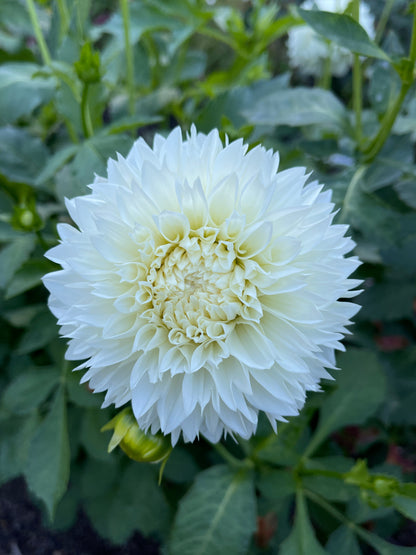 Dahlia Tuber:‎ Gitts Attention