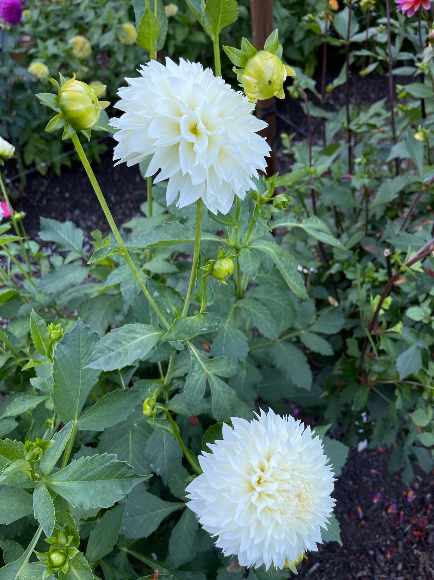 Dahlia Tuber:‎ Gitts Attention