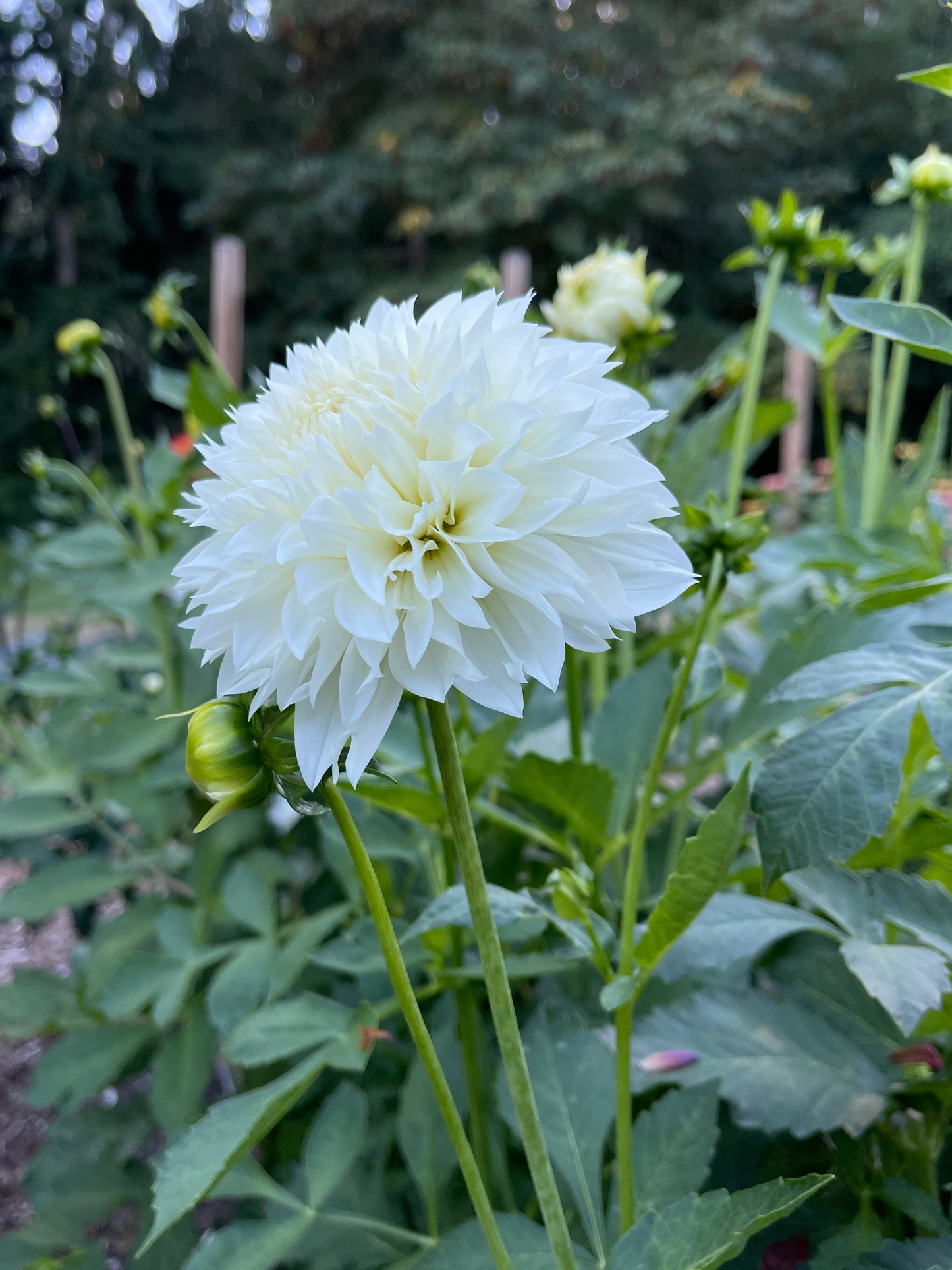 Dahlia Tuber:‎ Gitts Attention