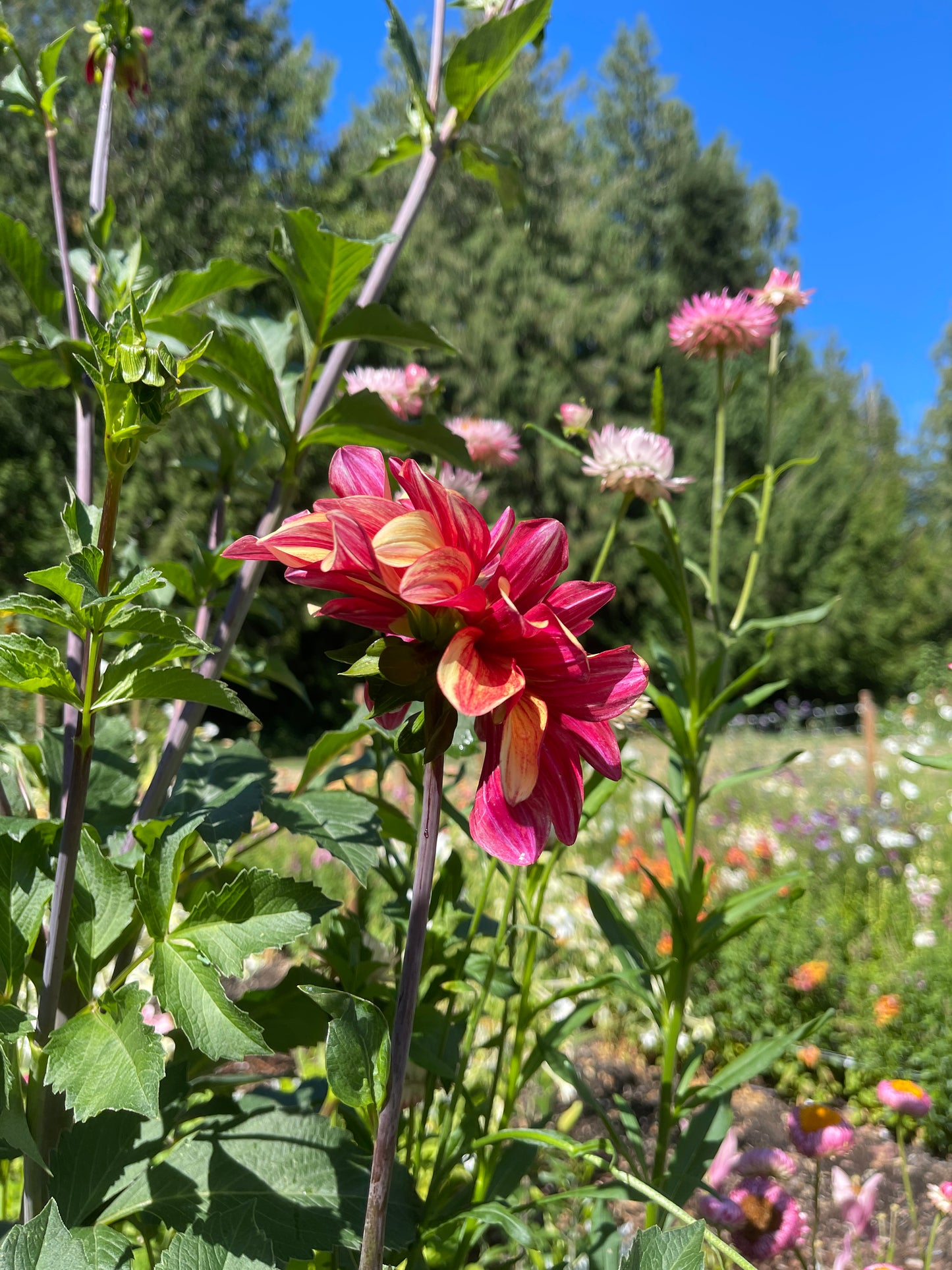 Dahlia Tuber:‎ Gitts Crazy