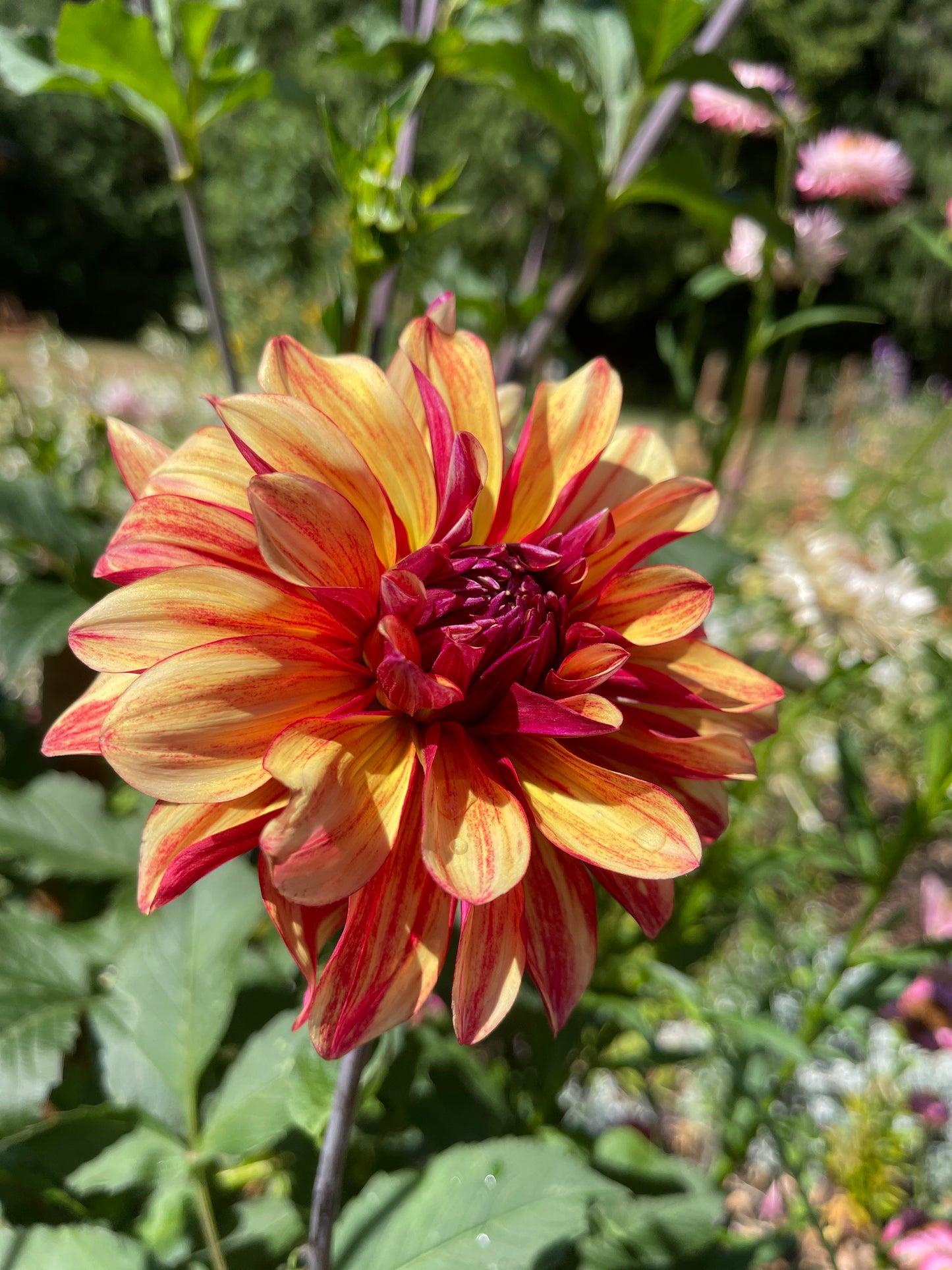 Dahlia Tuber:‎ Gitts Crazy