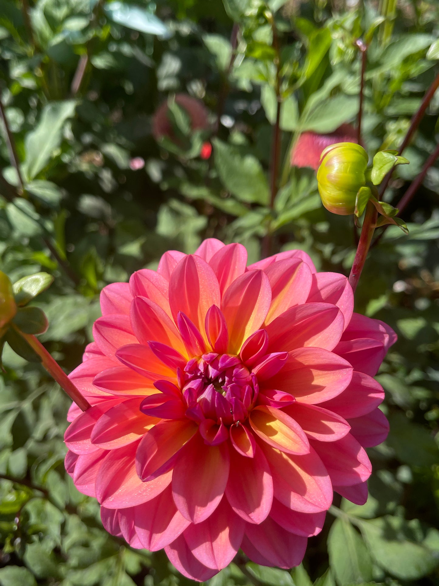 Dahlia Tuber:‎ Great Silence