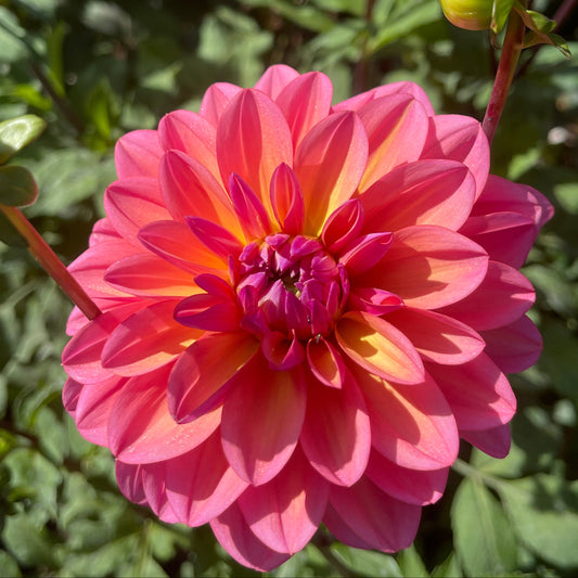 Dahlia Tuber:‎ Great Silence