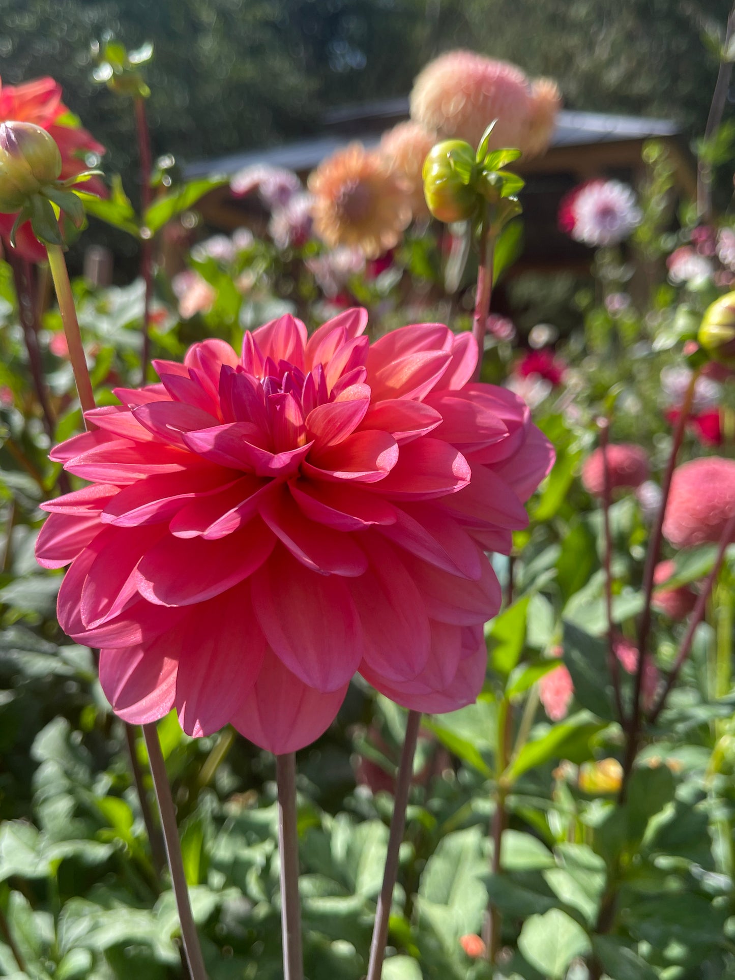 Dahlia Tuber:‎ Great Silence