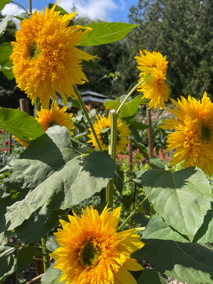 Seeds:‎ Sunflower - Starburst Greenburst DMR (F1)