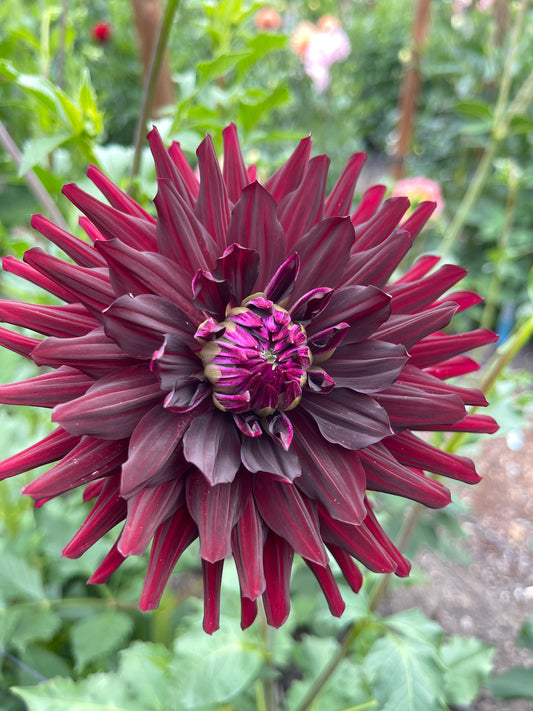 Dahlia Tuber:‎ Hollyhill Black Beauty