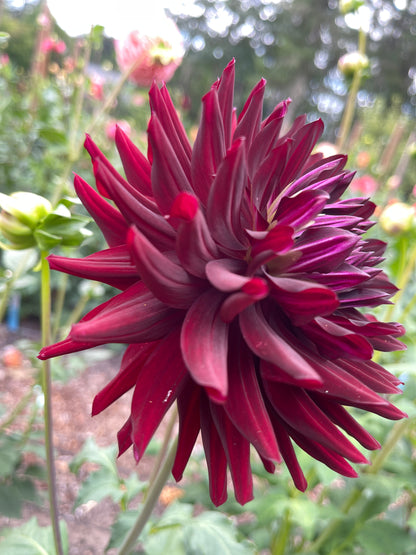 Dahlia Tuber:‎ Hollyhill Black Beauty