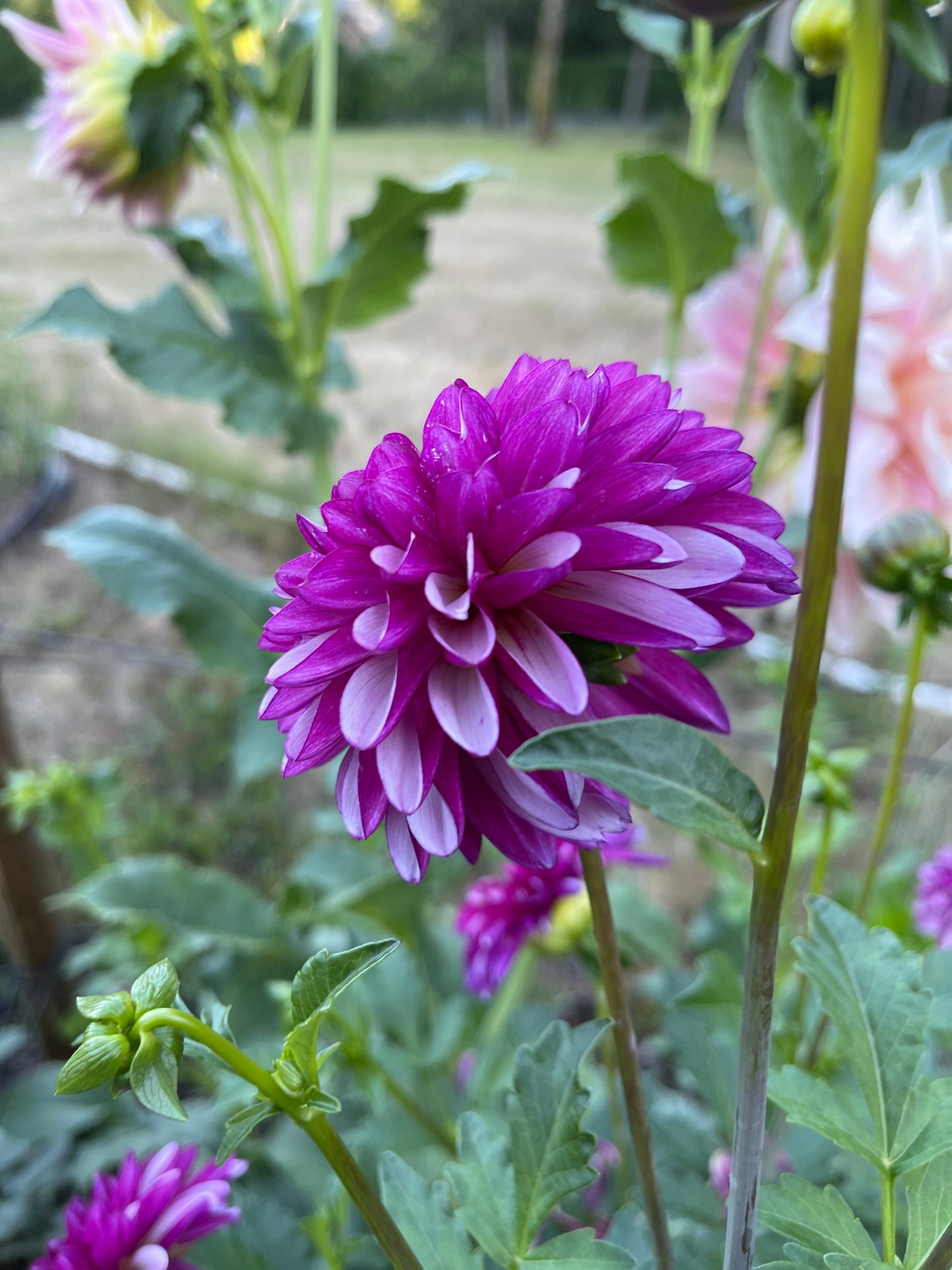 Dahlia Tuber:‎ Hugs N Kisses