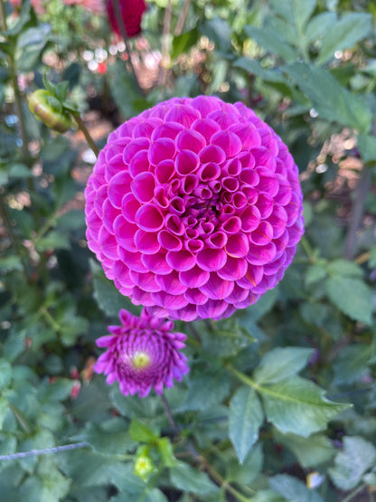 Dahlia Tuber:‎ Isabel