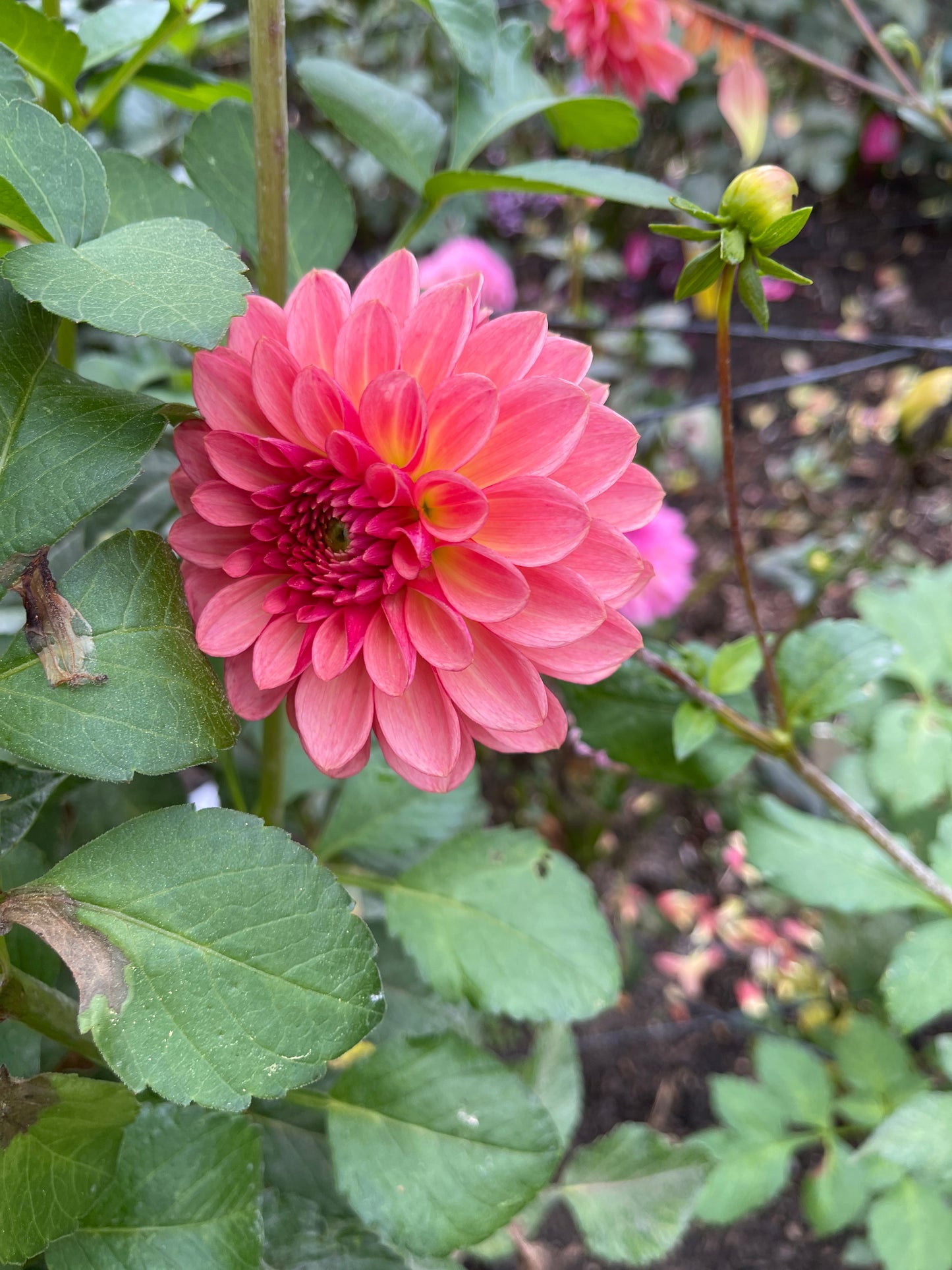 Dahlia Tuber:‎ Jabberbox