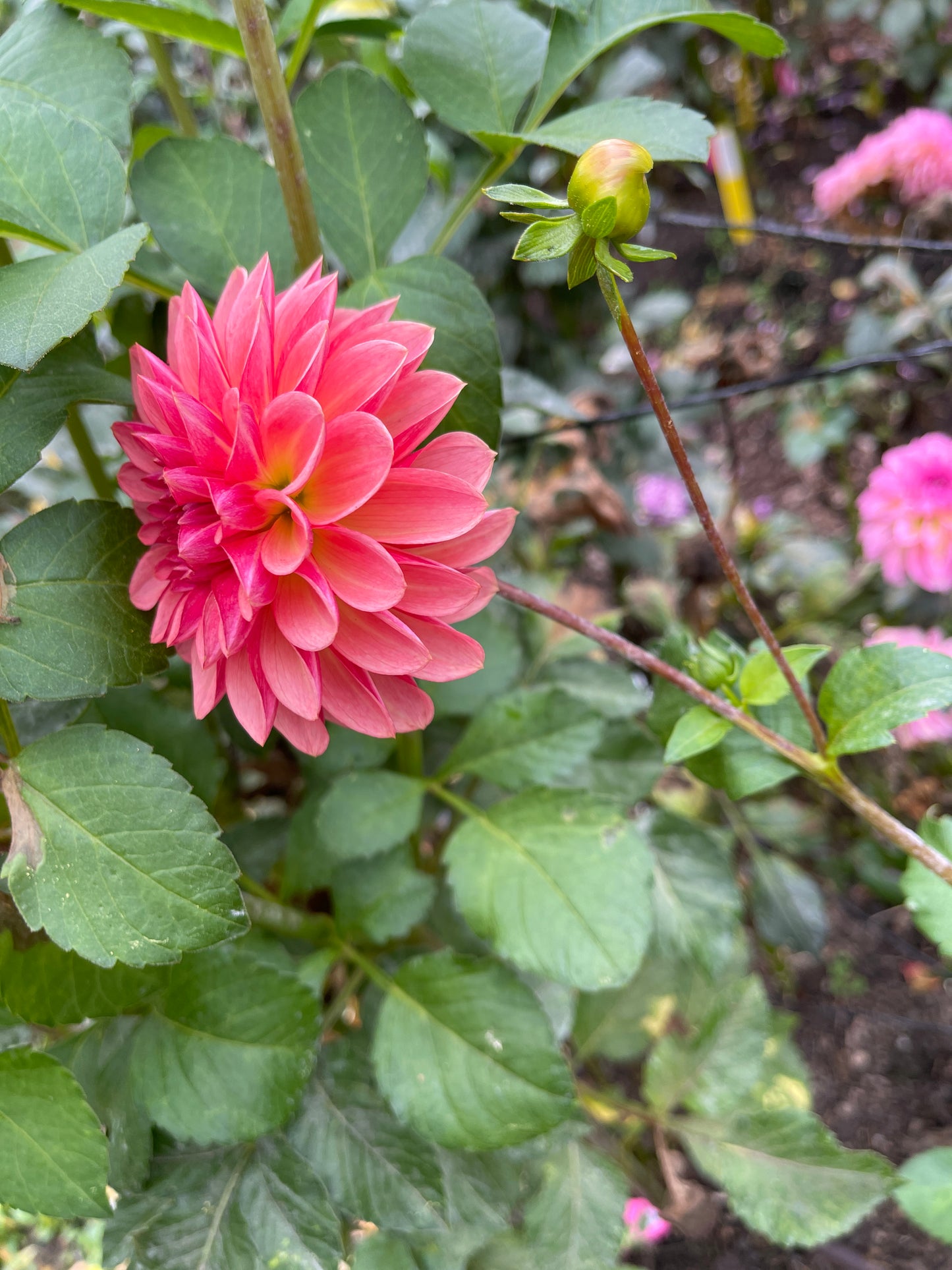 Dahlia Tuber:‎ Jabberbox