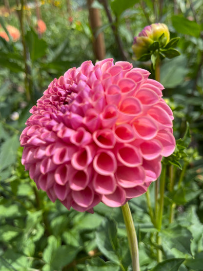 Dahlia Tuber:‎ Jowey Winnie