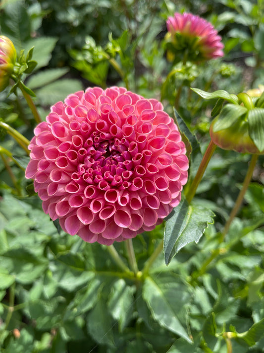 Dahlia Tuber:‎ Jowey Winnie