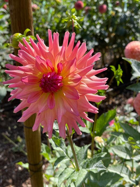 Dahlia Tuber:‎ㅤJust Peachy