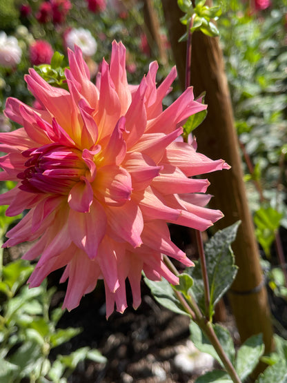 Dahlia Tuber:‎ Just Peachy