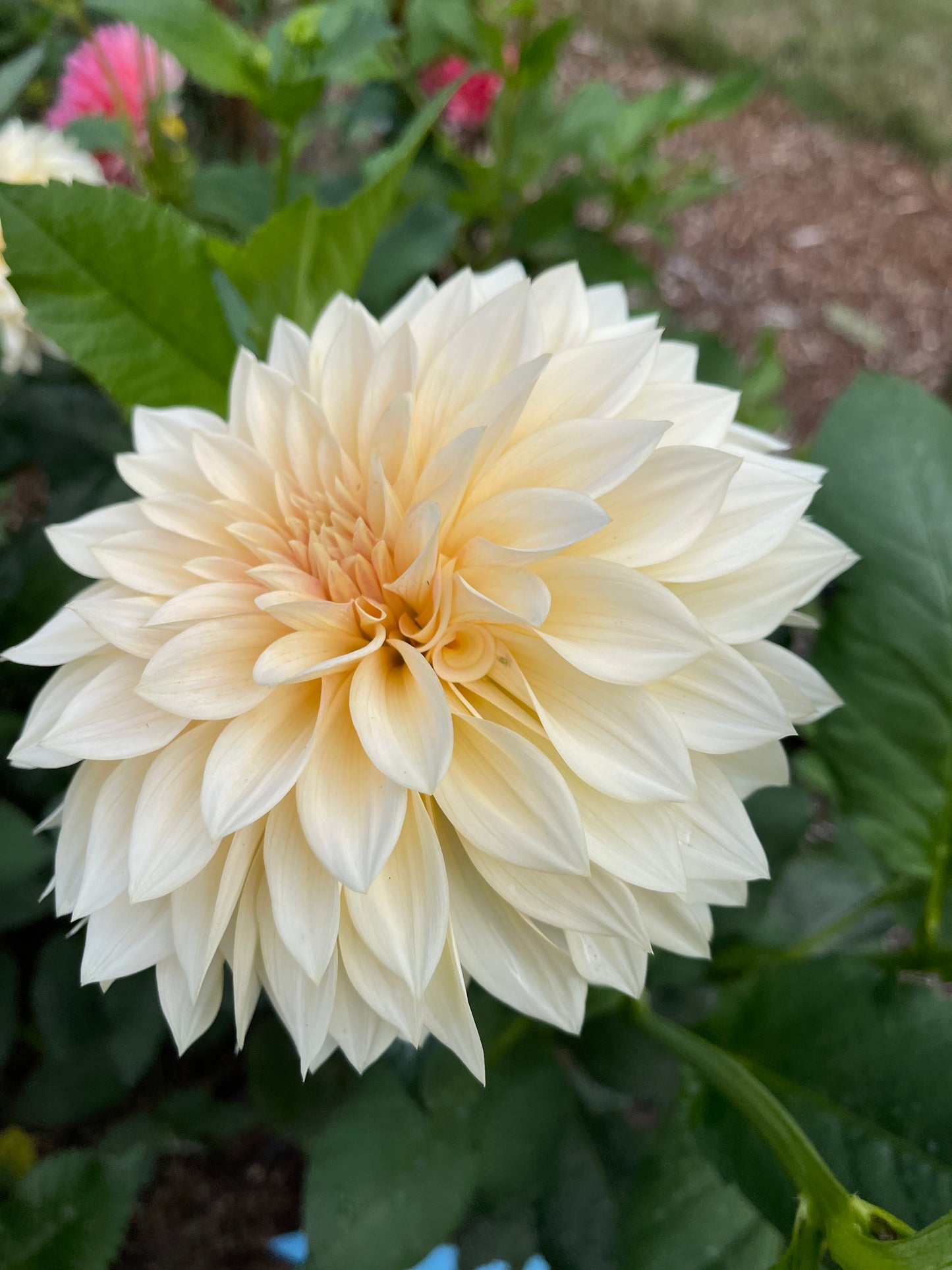 Dahlia Tuber:‎ SC-MAMA