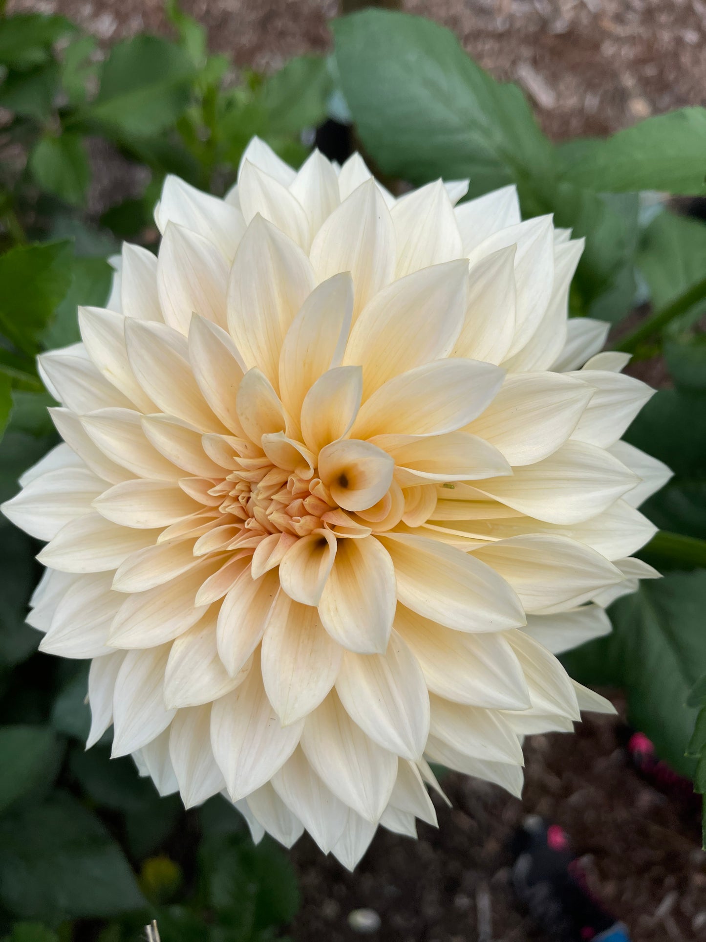 Dahlia Tuber:‎ SC-MAMA