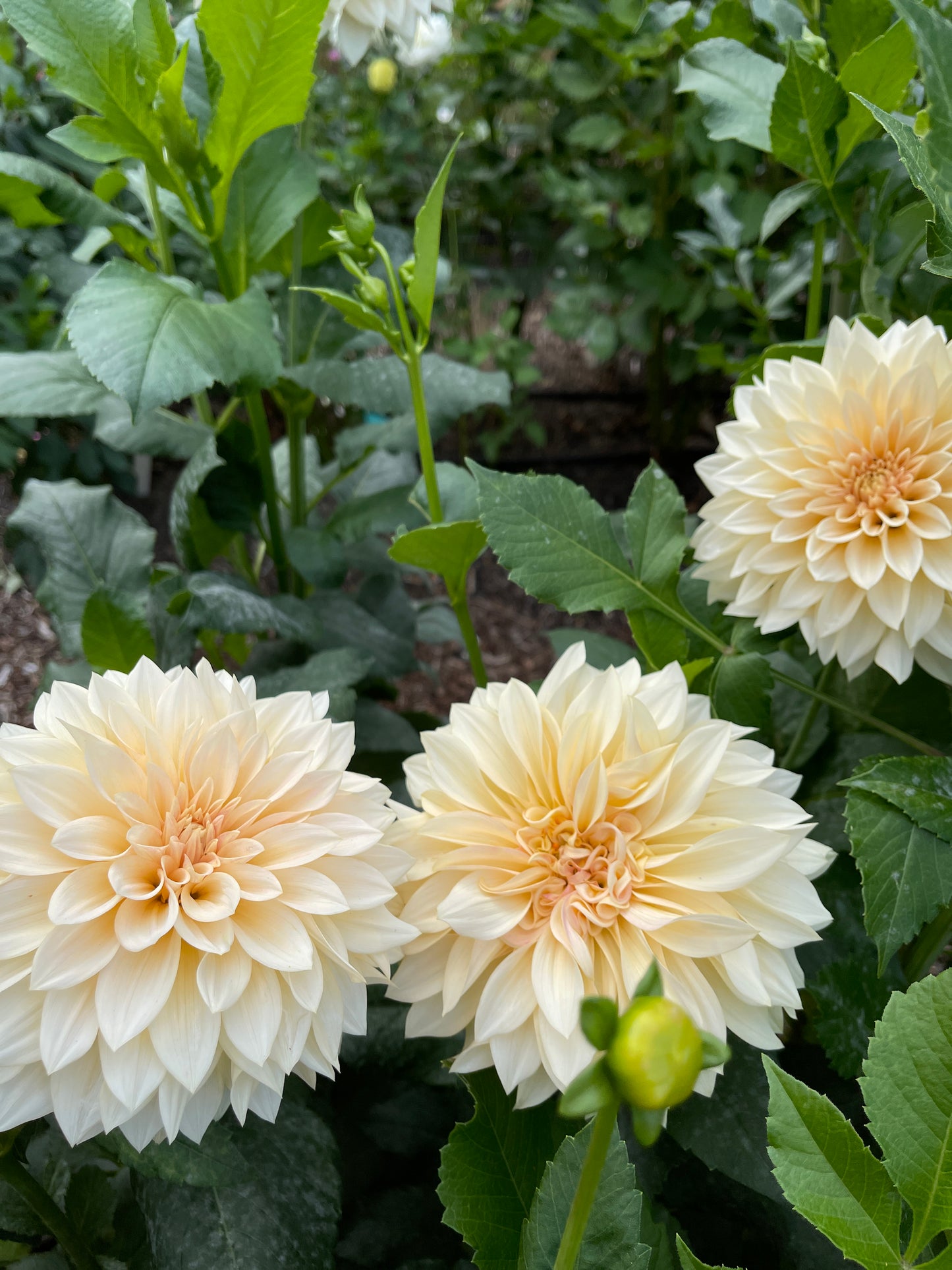 Dahlia Tuber:‎ SC-MAMA