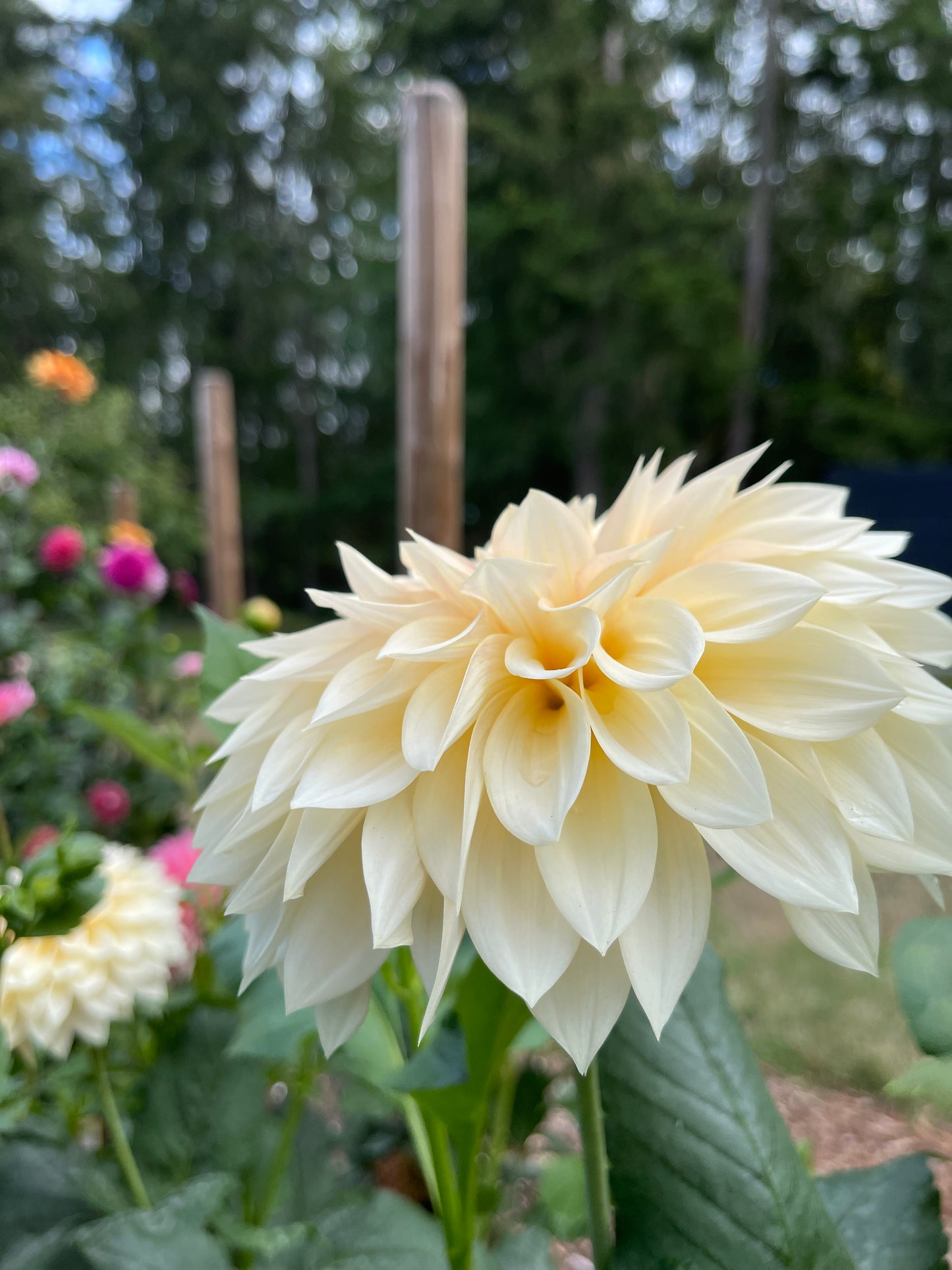 Dahlia Tuber:‎ SC-MAMA