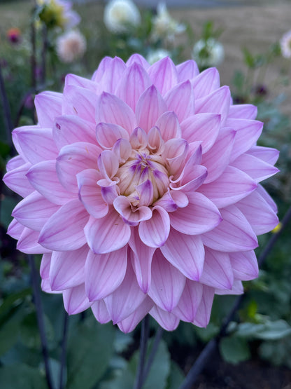 Dahlia Tuber:‎ Karma Prospero