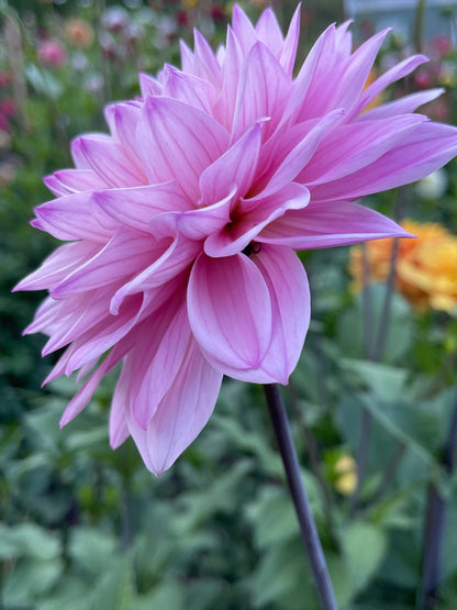 Dahlia Tuber:‎ Karma Prospero